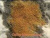 Caloplaca velana Caloplaca velana