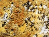 Caloplaca aff. aurantia Caloplaca aff. aurantia