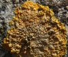 Caloplaca aff. aurantia Caloplaca aff. aurantia