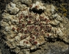 Caloplaca aff. erythrocarpa Caloplaca aff. erythrocarpa
