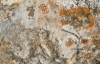Caloplaca arnoldii (Wedd.) Zahlbr.