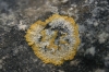 Caloplaca aurantia (Pers.) J. Steiner