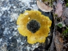 Caloplaca aurantia (Pers.) J. Steiner