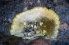 Caloplaca aurantia Caloplaca aurantia