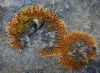Caloplaca cf. cirrochroa Caloplaca cf. cirrochroa