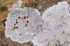 Caloplaca cf. erythrocarpa (Pers.) Zwackh