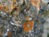 Caloplaca decipiens (Arnold) Blomb. & Forss.