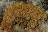 Caloplaca decipiens (Arnold) Blomb. & Forssell