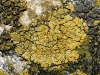 Caloplaca decipiens (Arnold) Blomb. & Forssell