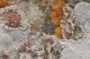 Caloplaca erythrocarpa (Pers.) Zwackh