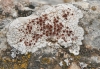 Caloplaca erythrocarpa (Pers.) Zwackh
