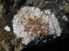 Caloplaca erythrocarpa Caloplaca erythrocarpa