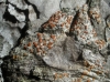 Caloplaca gr. ferruginea Caloplaca gr. ferruginea