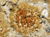 Caloplaca gr. saxicola (Hoffm.) Nordin