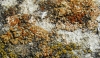 Caloplaca gr. saxicola Caloplaca gr. saxicola
