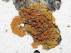 Caloplaca gr. saxicola Caloplaca gr. saxicola