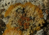 Caloplaca grupo saxicola Caloplaca grupo saxicola
