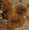 Caloplaca grupo saxicola Caloplaca grupo saxicola