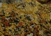 Caloplaca grupo saxicola Caloplaca grupo saxicola