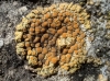 Caloplaca grupo saxicola Caloplaca grupo saxicola