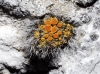 Caloplaca schistidii (Anzi) Zahlbr