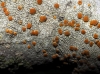 Caloplaca sp. Caloplaca sp.