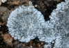 Caloplaca teicholyta (Ach.) J. Steiner