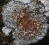 Caloplaca teicholyta (Ach.) J. Steiner
