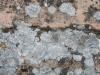 Caloplaca teicholyta (Ach.) J. Steiner