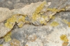 Caloplaca xantholyta (Nyl.) Jatta