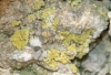 Caloplaca xantholyta (Nyl.) Jatta