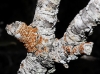 Caloplaca y Lecanora