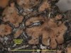 Catapyrenium pilosellum Catapyrenium pilosellum