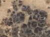 Catapyrenium squamulosum Catapyrenium squamulosum