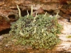 Cladonia coniocraea Cladonia coniocraea