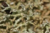 Cladonia rangiformis Hoffm.