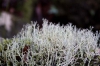 Cladonia subrangiformis Sandst. Cladonia subrangiformis Sandst.