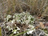 Cladonia foliacea (Hudson) Willd.