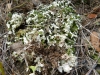 Cladonia foliacea (Hudson) Willd.