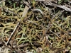 Cladonia sp. Cladonia sp.