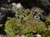 Cladonia sp.