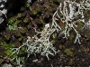 Cladonia sp.