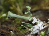 Cladonia sp.