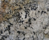 Clauzadea monticola (Ach.) Hafellner & Bellem