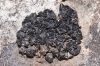 Collema crispum (Huds.) Weber ex Wigg.