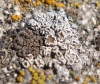 Collema fragrans ,Lecanora albescens y Candelariella aurella Collema fragrans ,Lecanora albescens y Candelariella aurella