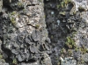 Collema furfuraceum (Arnold) Du Rietz