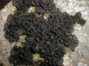 Collema fuscovirens Collema fuscovirens