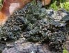 Collema nigrescens Collema nigrescens