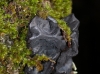 Collema subflaccidum Collema subflaccidum